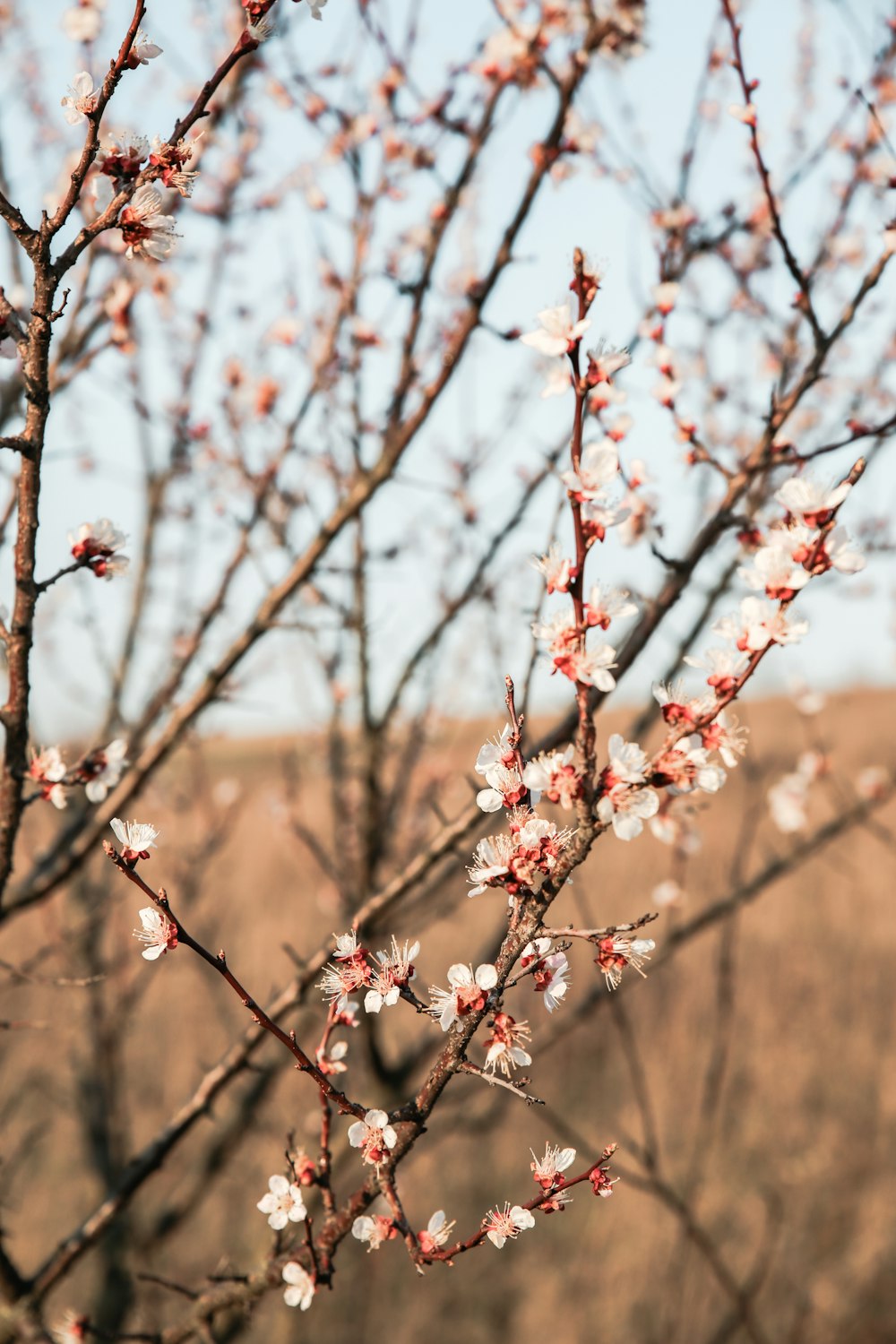 brown tree branch during daytime