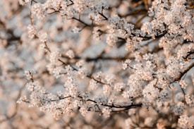 A close-up view of numerous small, delicate white blossoms on tree branches, creating a sense of abundance and fullness. The background is softly blurred, highlighting the details of the flowers in the foreground.