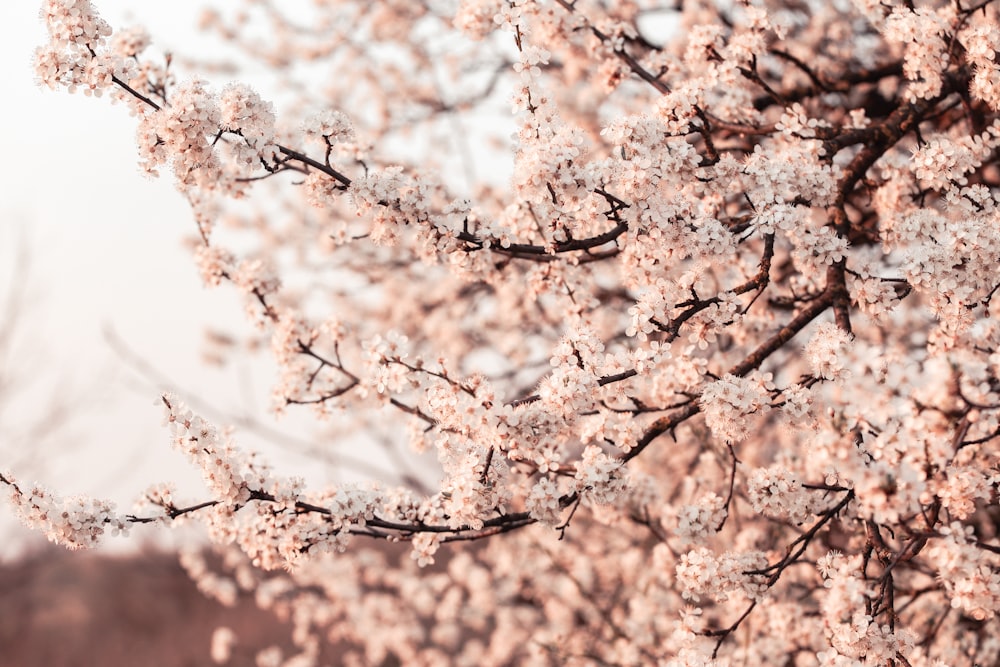 낮 동안 흰 벚꽃 나무