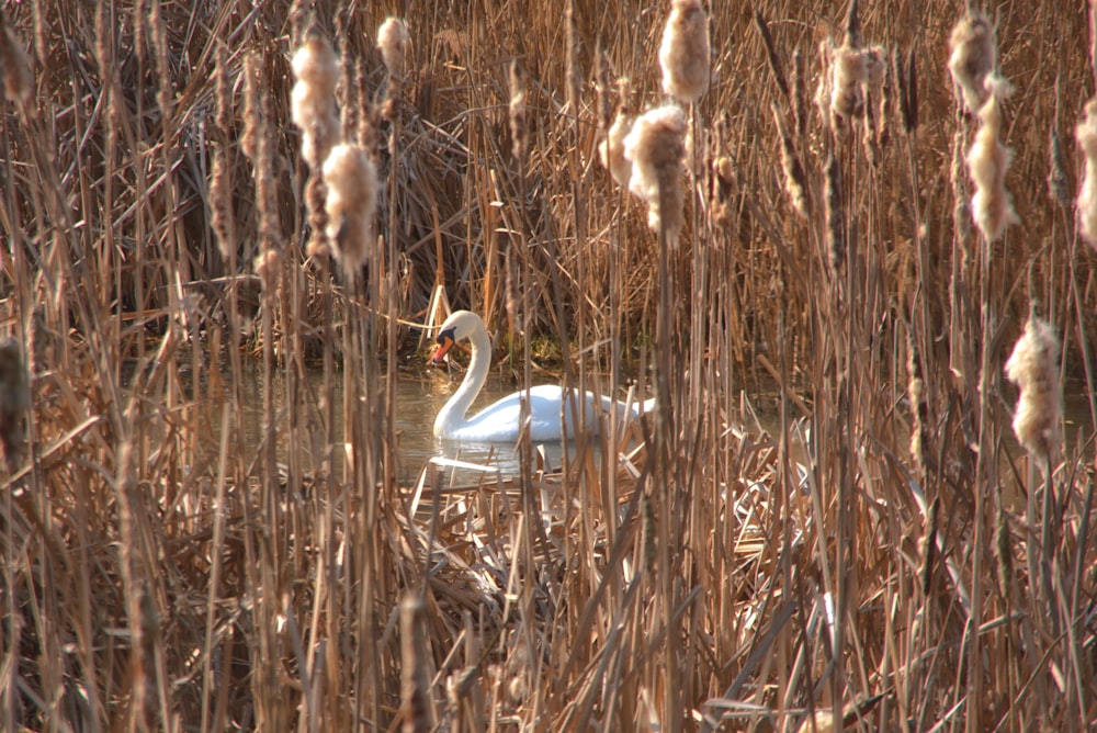 white swan on body of water during daytime