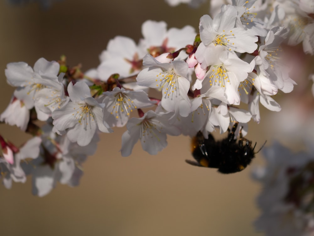 white cherry blossom in close up photography