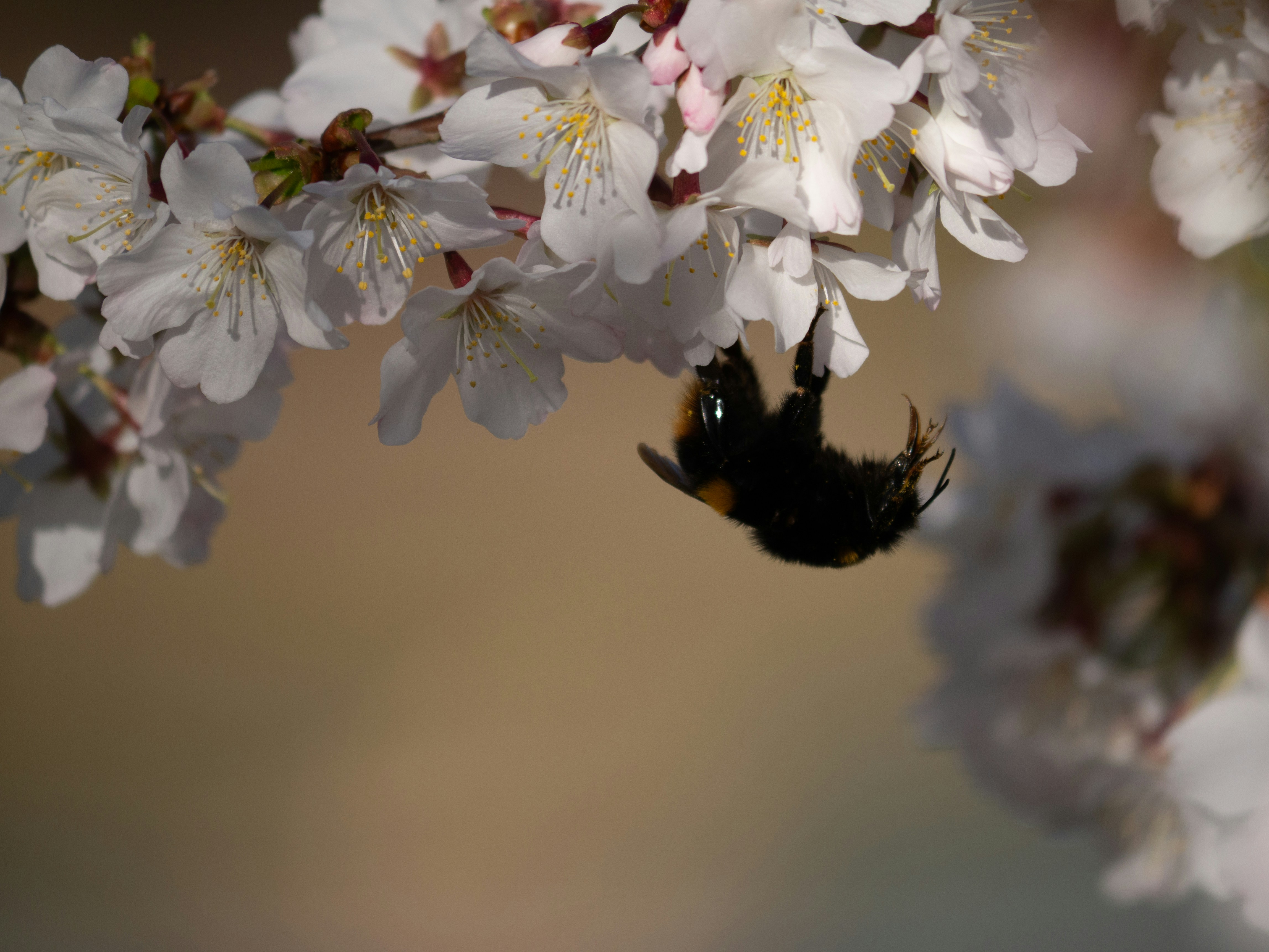 white cherry blossom in bloom during daytime