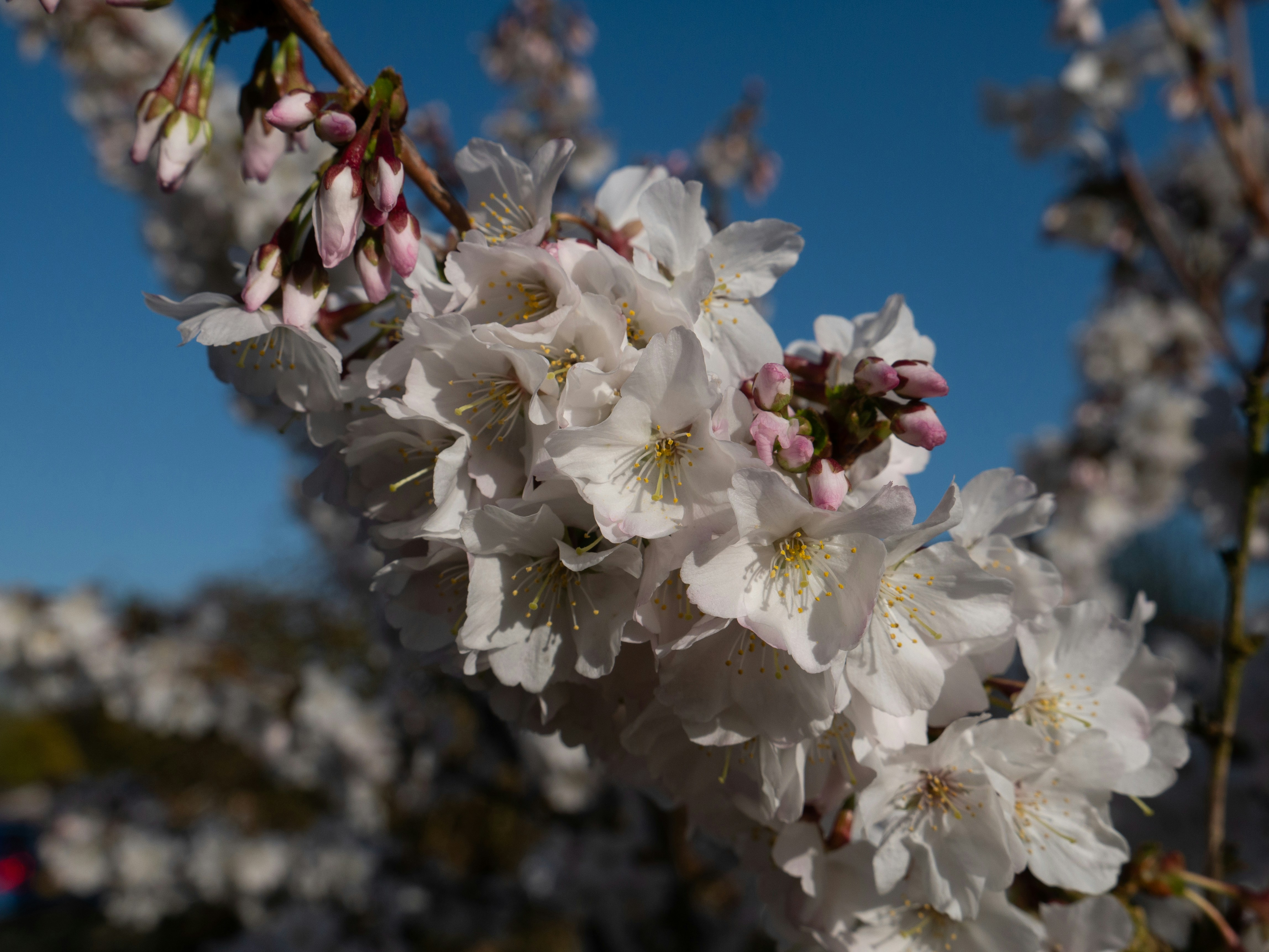 white cherry blossom in close up photography