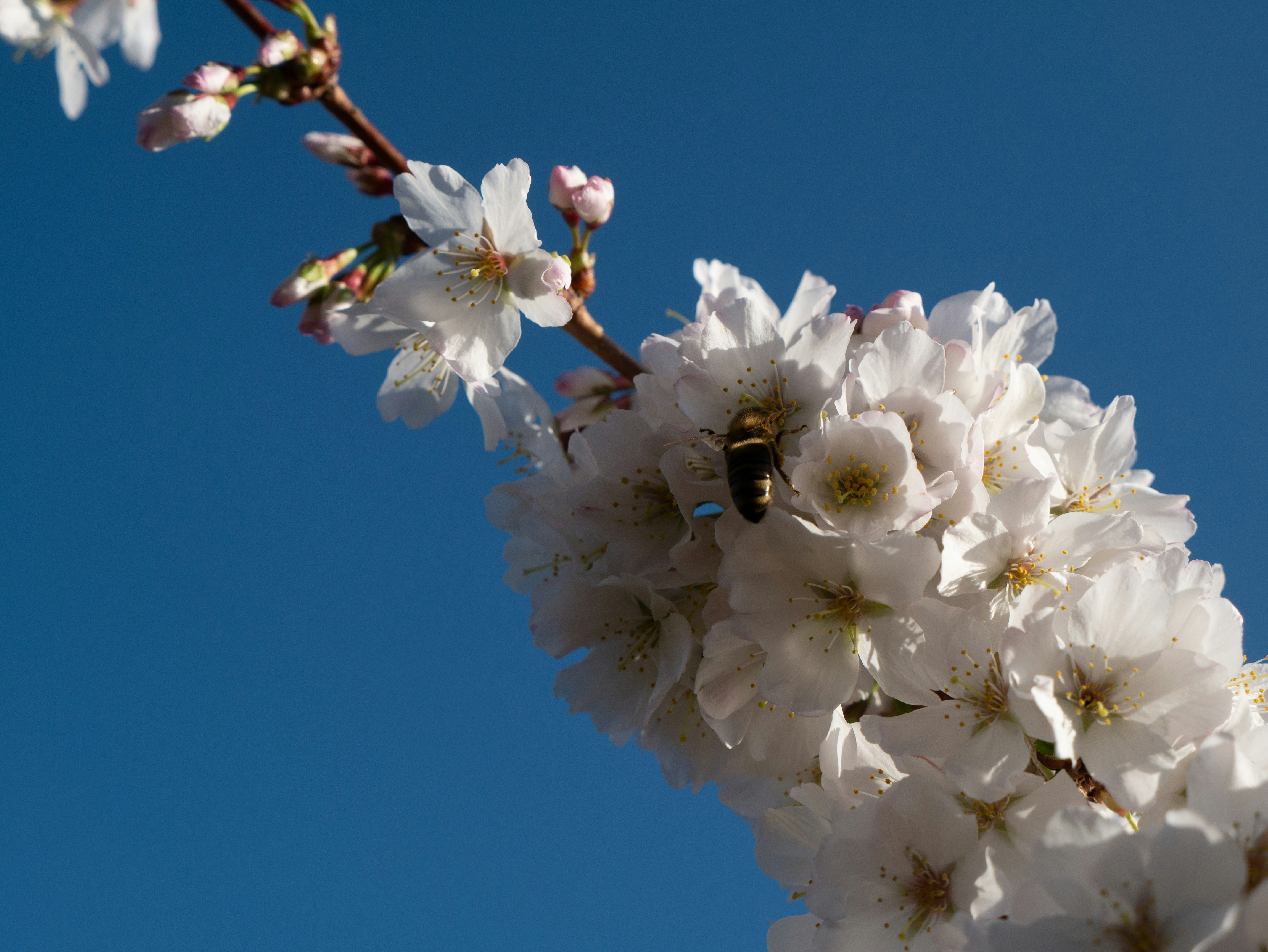 white cherry blossom in bloom during daytime