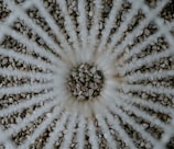An artistic composition featuring pebbles arranged in a circular pattern with a focus blur effect. Concentric rings of pebbles create a hypnotic spiral, surrounded by a mix of gray, white, and brown stones.