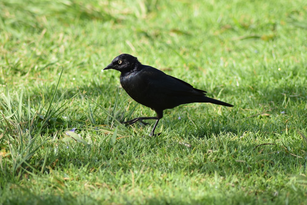 black crow on green grass during daytime