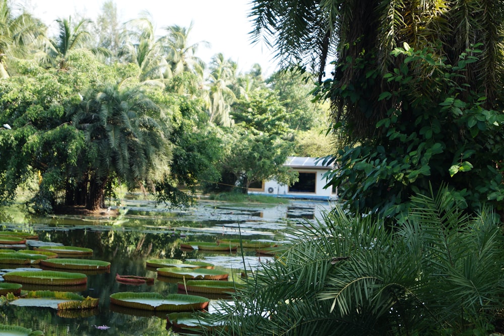 palme verdi vicino allo specchio d'acqua durante il giorno