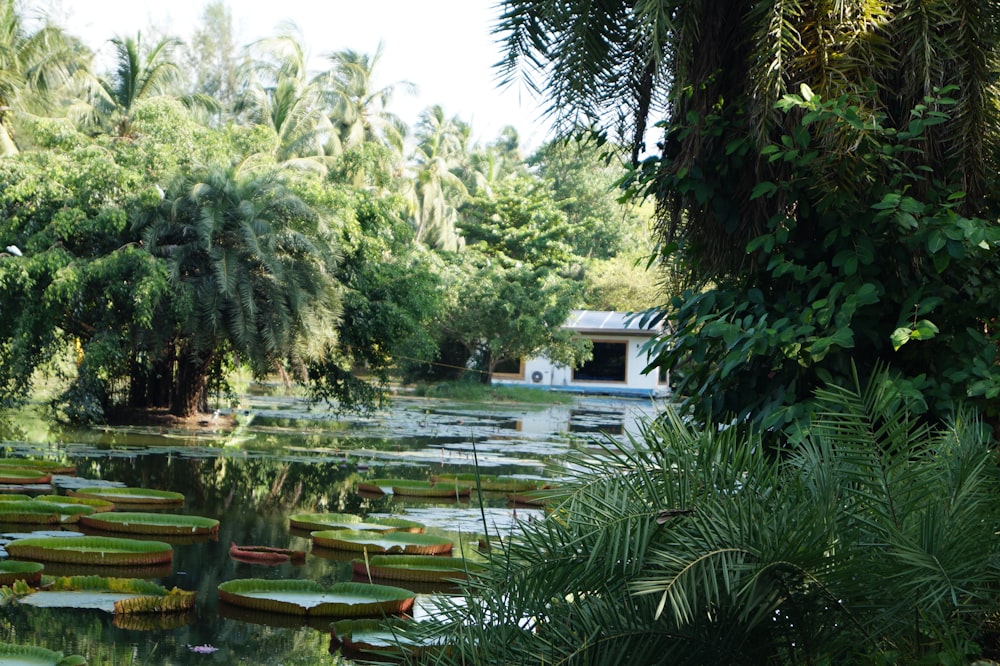 Palmiers verts près du plan d’eau pendant la journée