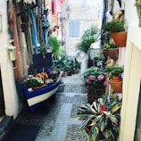 green and red potted plant on blue and white wooden boat