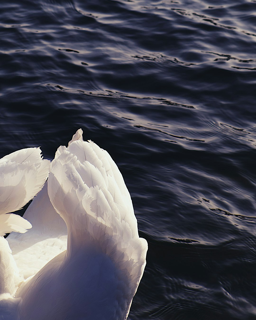 white swan on body of water during daytime