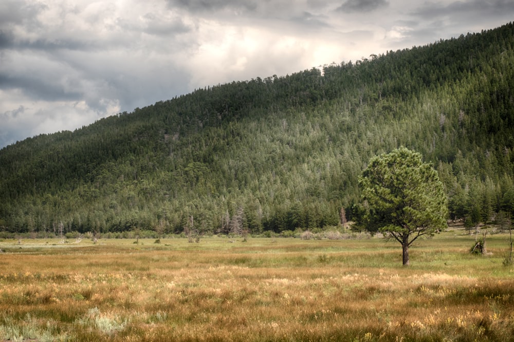 green trees on green grass field during daytime