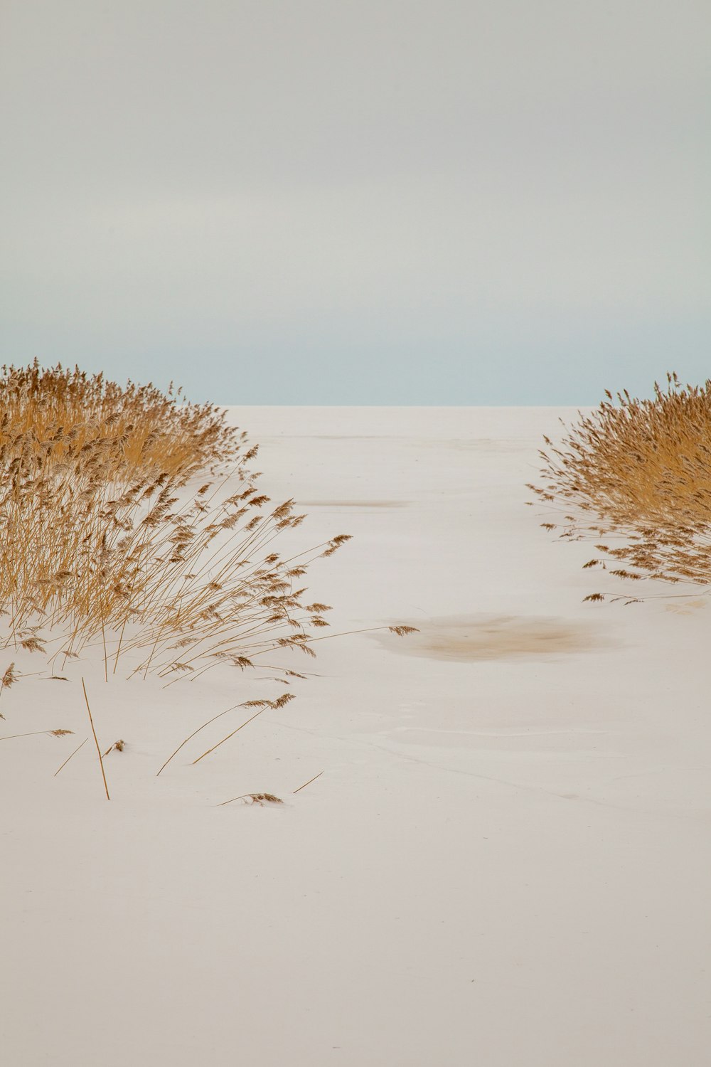 braunes Gras auf weißem Sand tagsüber