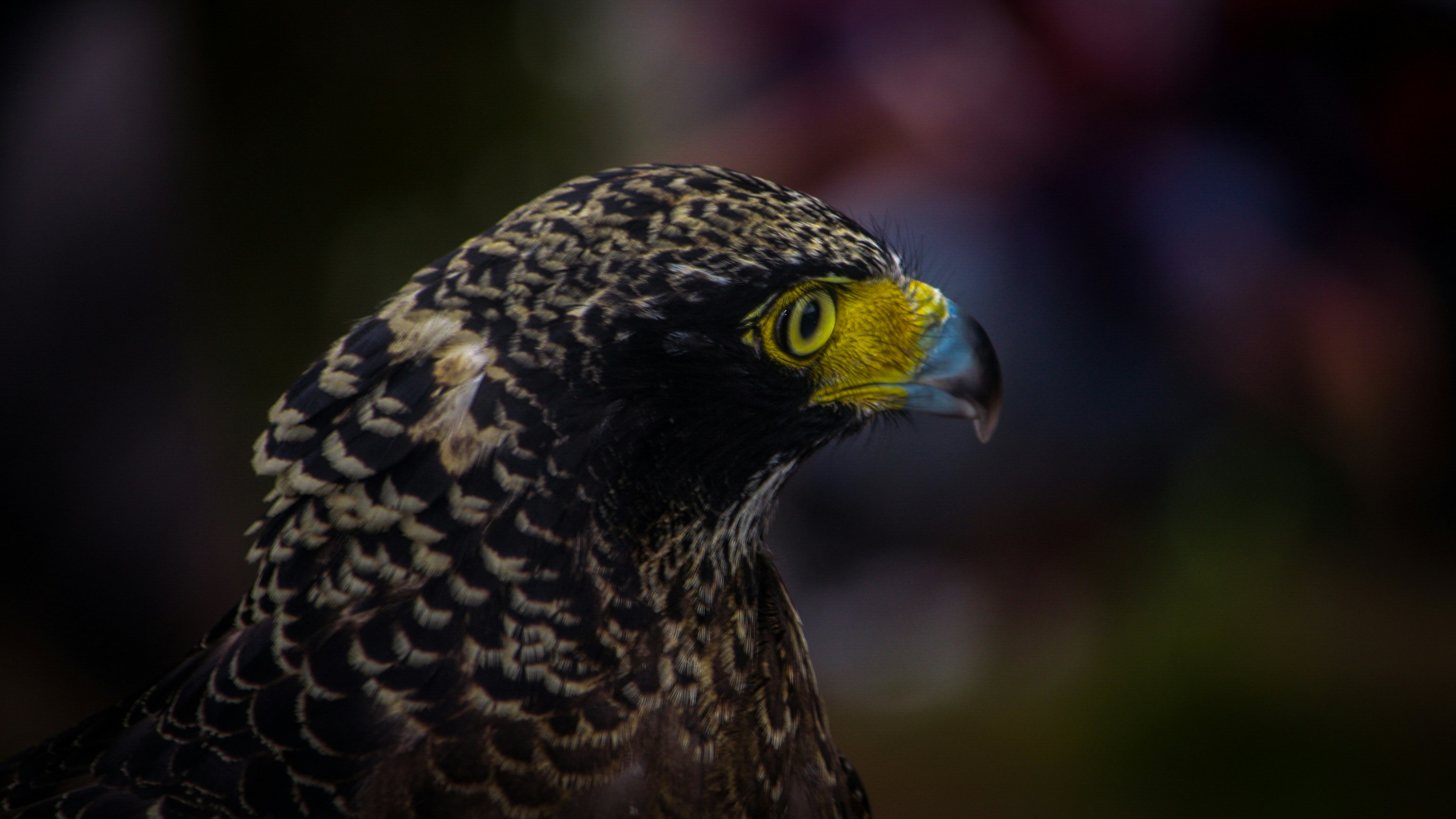 Photo by fadlanhamizan_