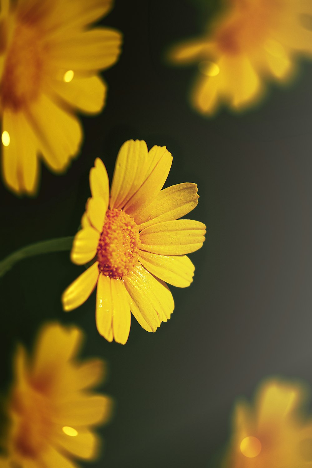 yellow flower in close up photography