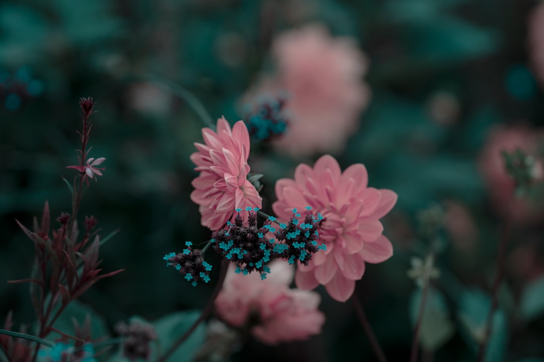 pink flowers in tilt shift lens