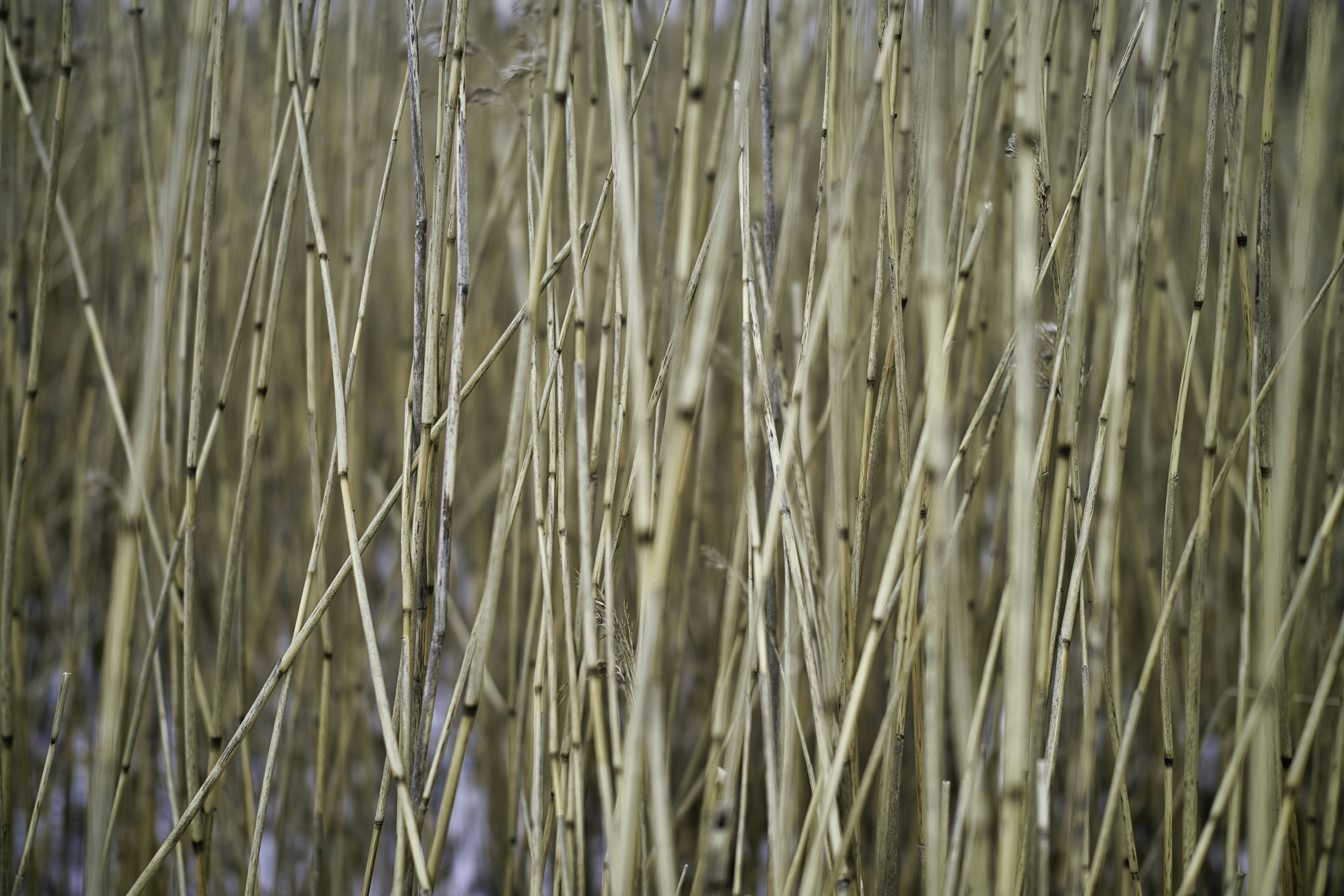 2023 How To Transplante Spotted Dumb Cane Must Followed Tips