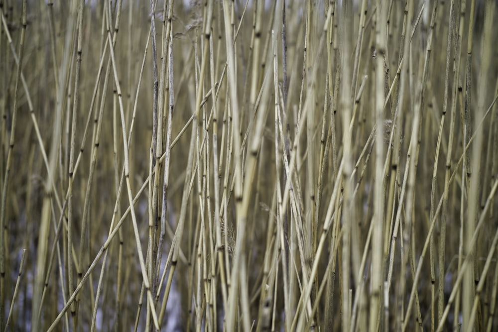 brown grass in close up photography