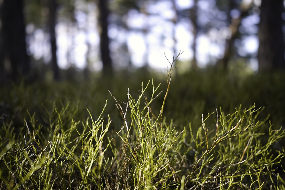 Campo de hierba verde durante el día