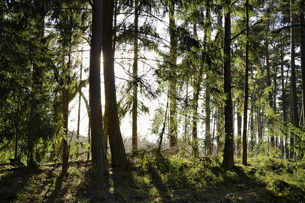 green trees on forest during daytime