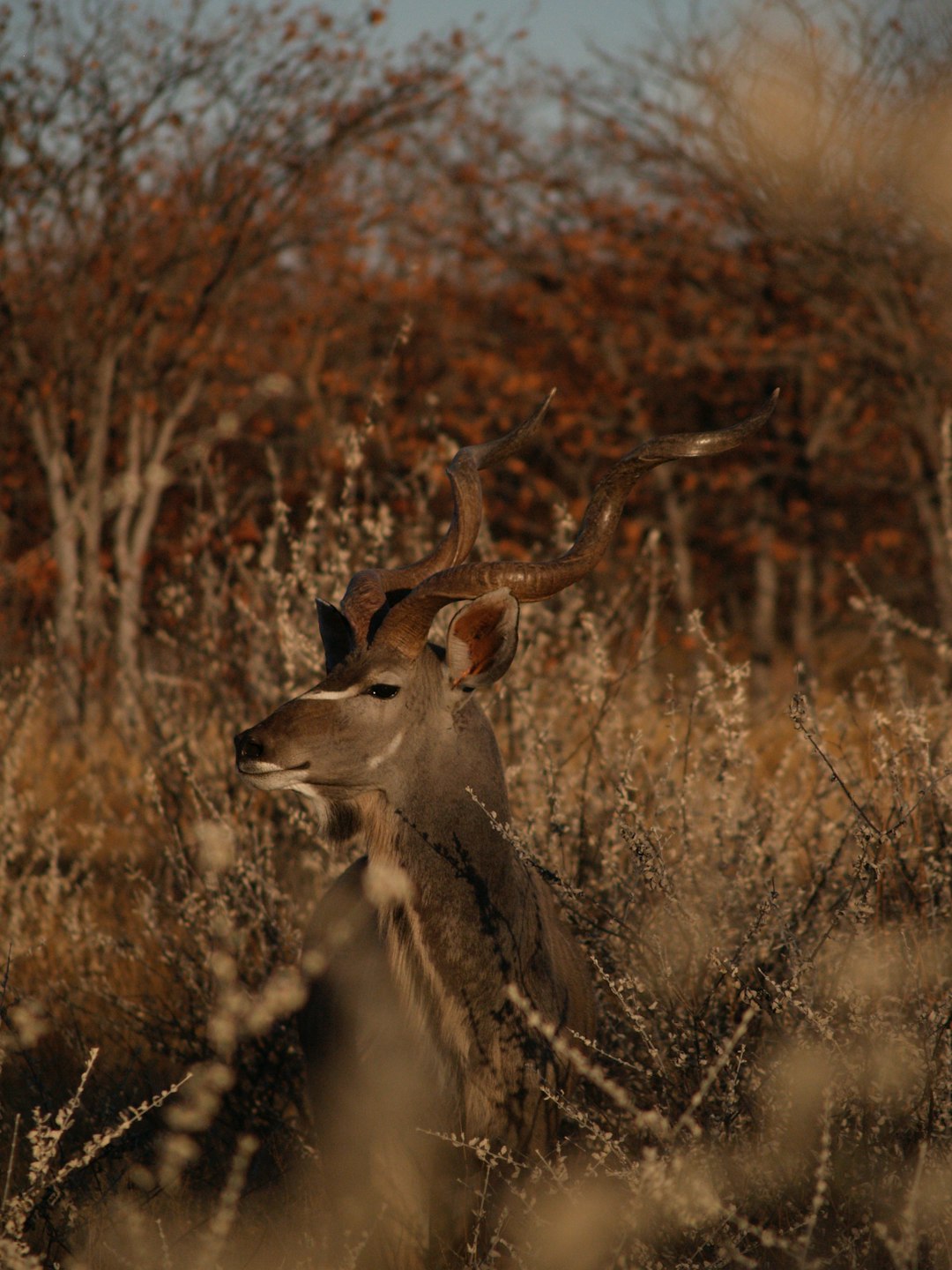 brown deer on brown grass field during daytime