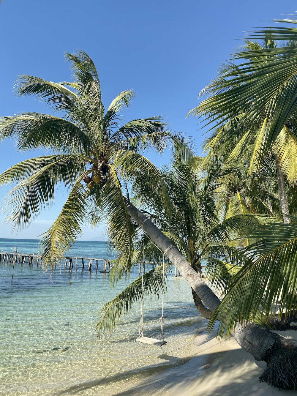 palm tree on beach during daytime