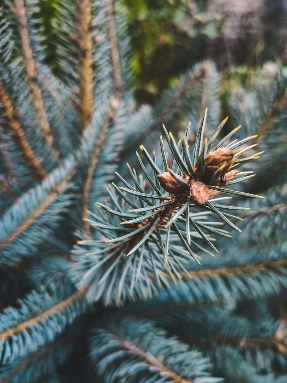 brown pine cone in close up photography