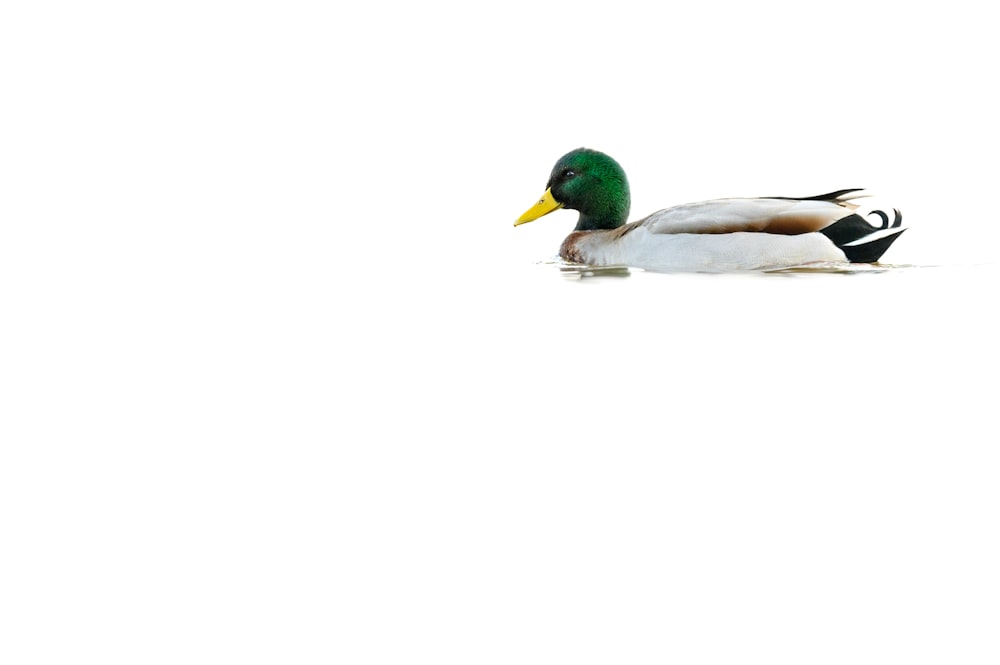 white and green duck on white background