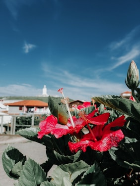 A vibrant field of hibiscus flowers under a clear blue sky.