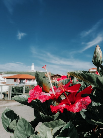 A vibrant field of hibiscus flowers under a clear blue sky.