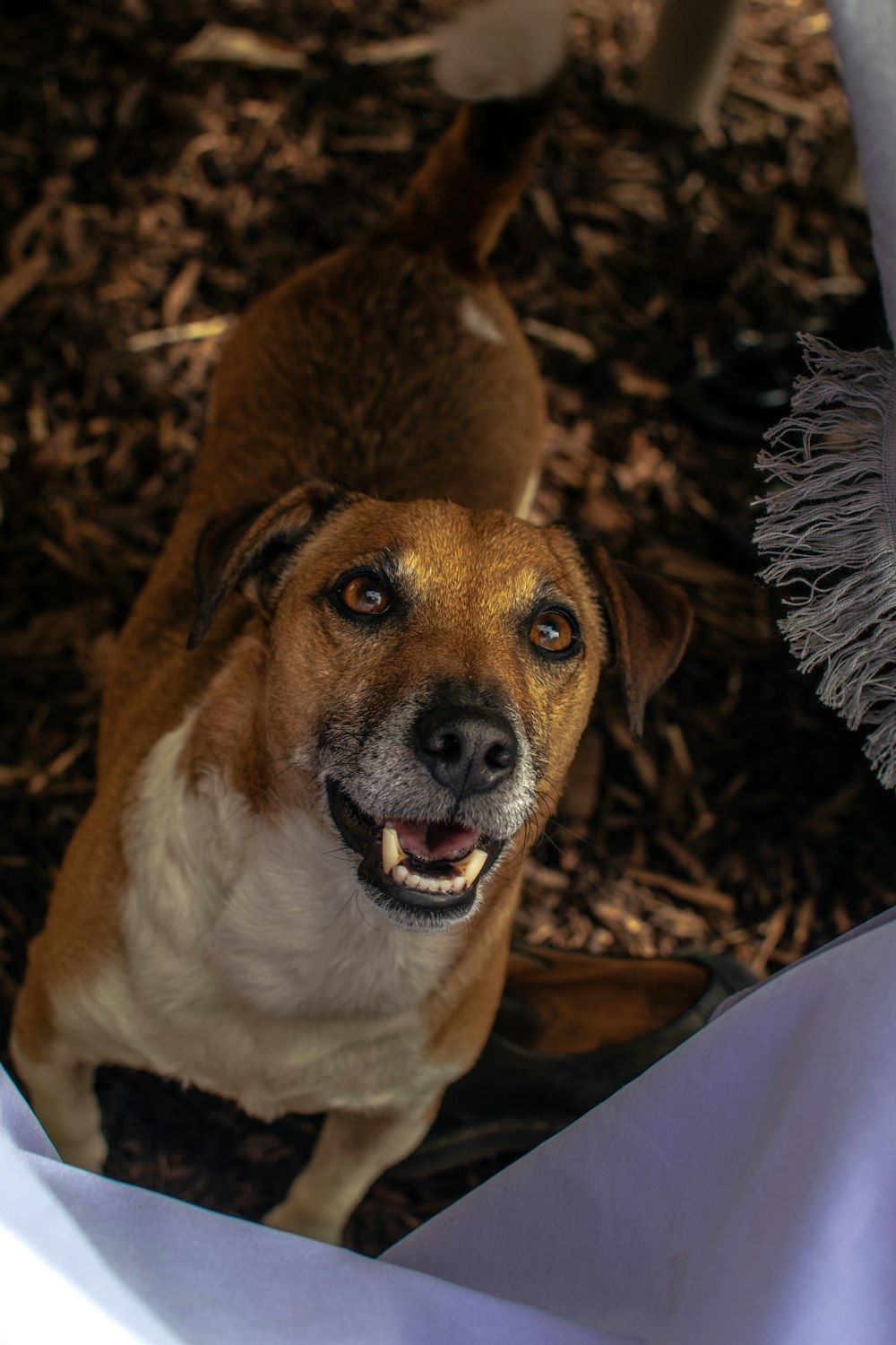 chien brun et blanc à poil court