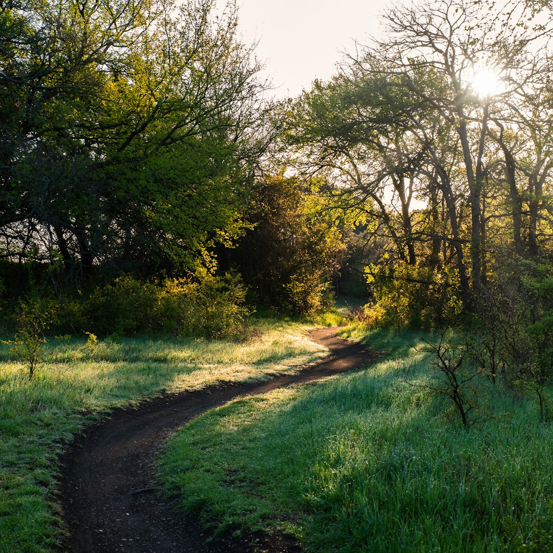 green grass field with trees