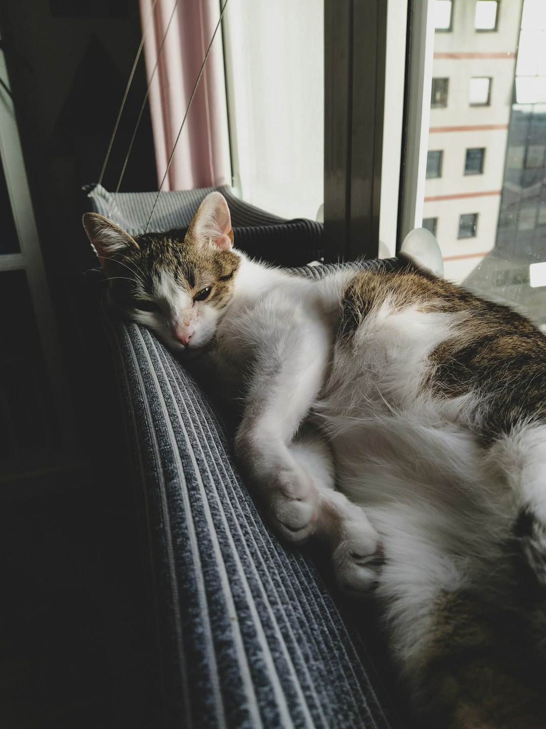 white brown and black cat lying on black textile