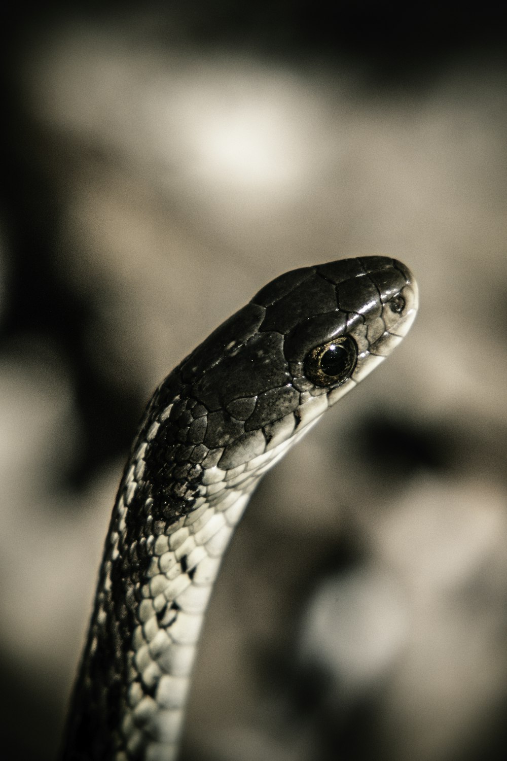 black and brown snake in tilt shift lens