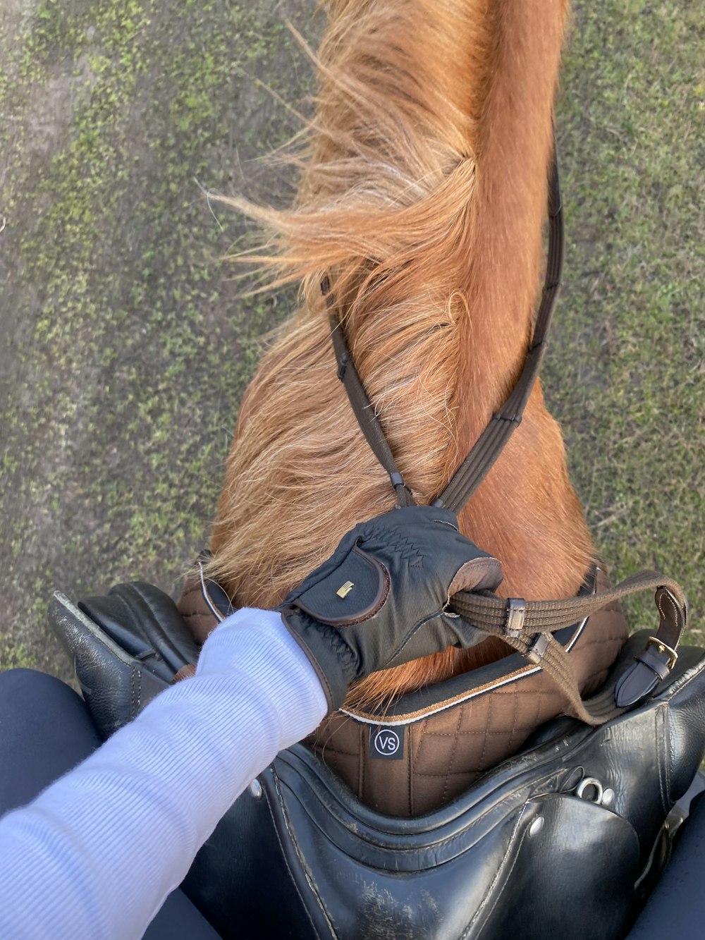 person in blue denim jeans and brown horse