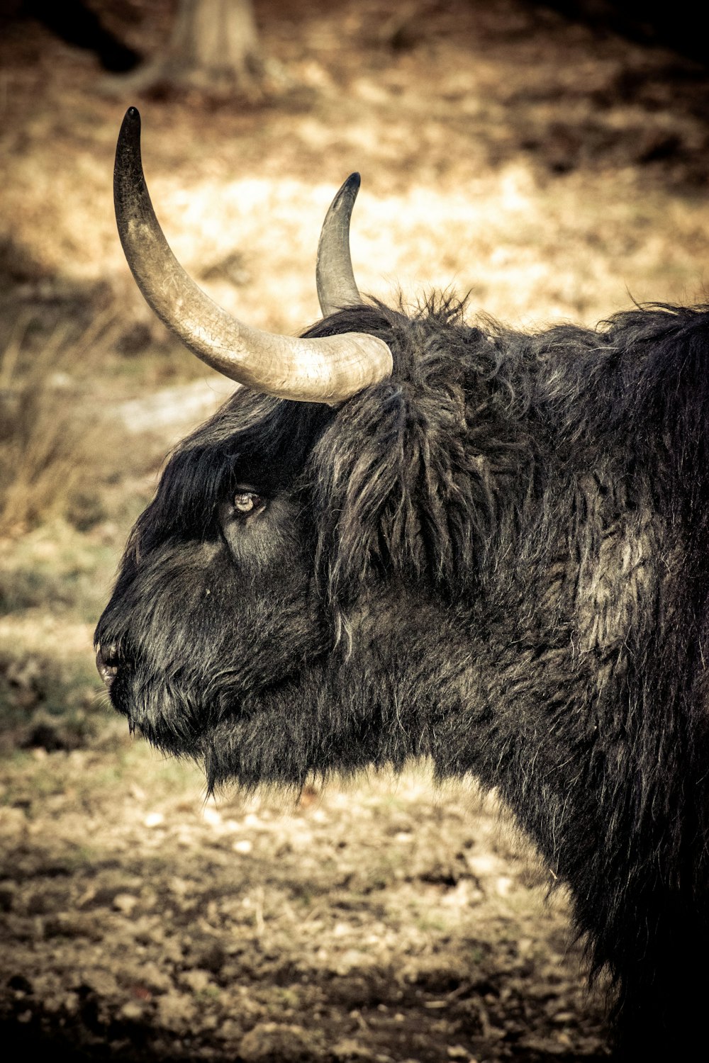 black animal on brown grass field during daytime