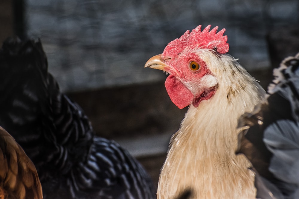 white and black rooster in close up photography