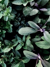 green and purple leaves plant