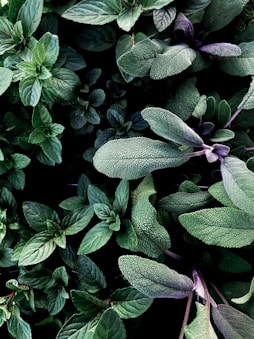 green and purple leaves plant