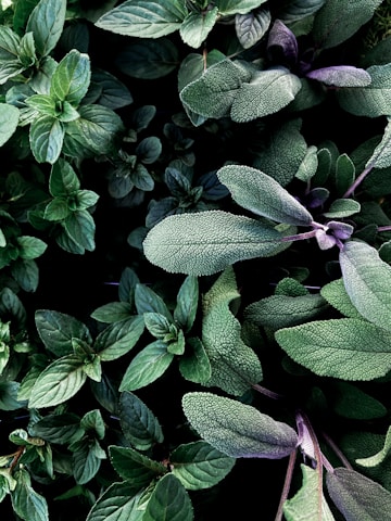 green and purple leaves plant