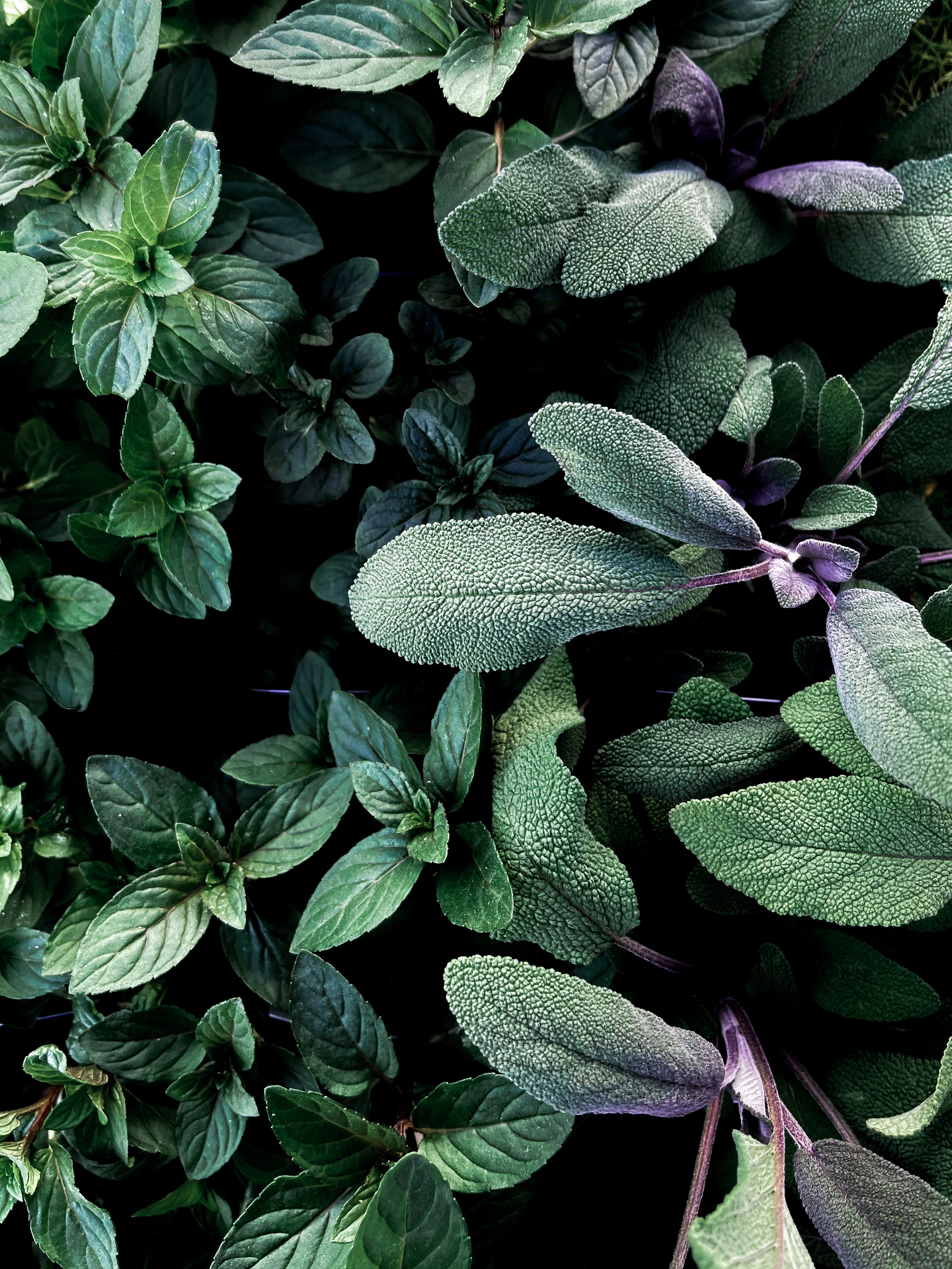 Green and purple leaves plant