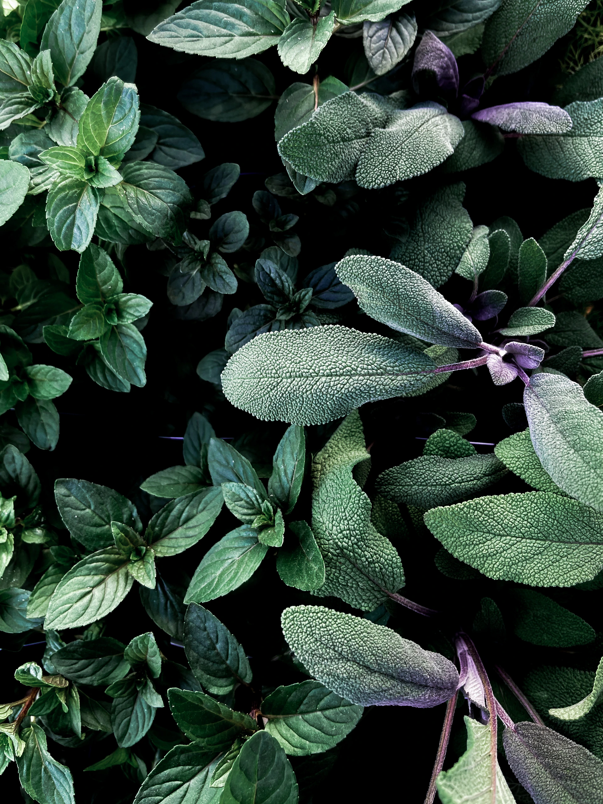 green and purple leaves plant