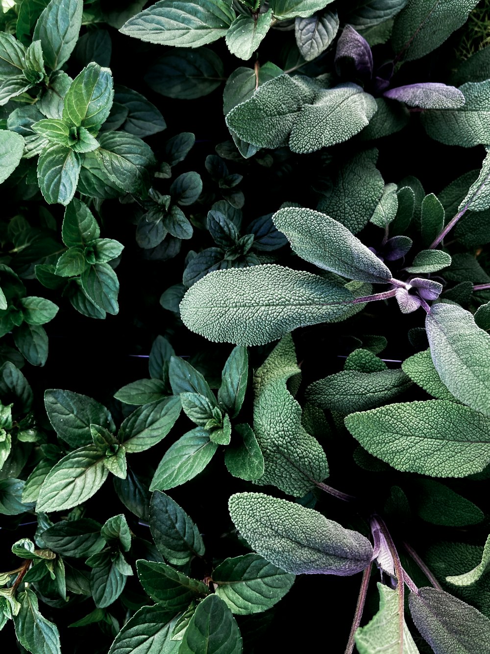 green and purple leaves plant