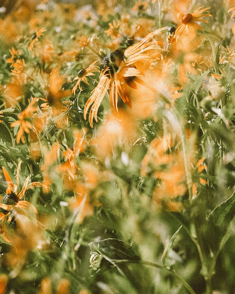 yellow flowers in tilt shift lens