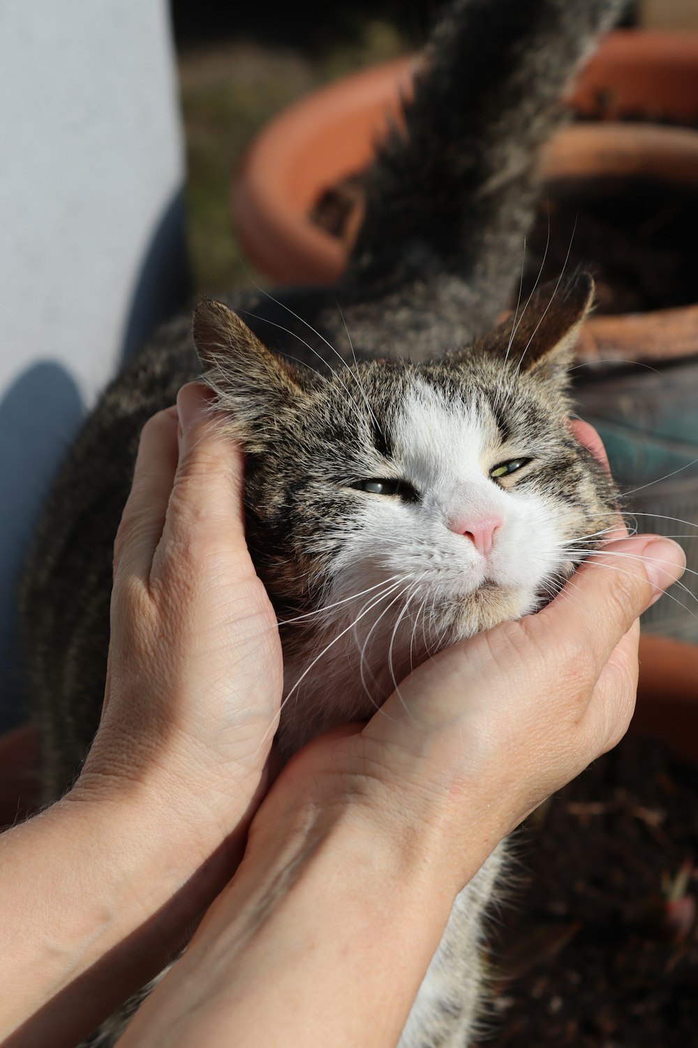 person holding white and brown tabby cat