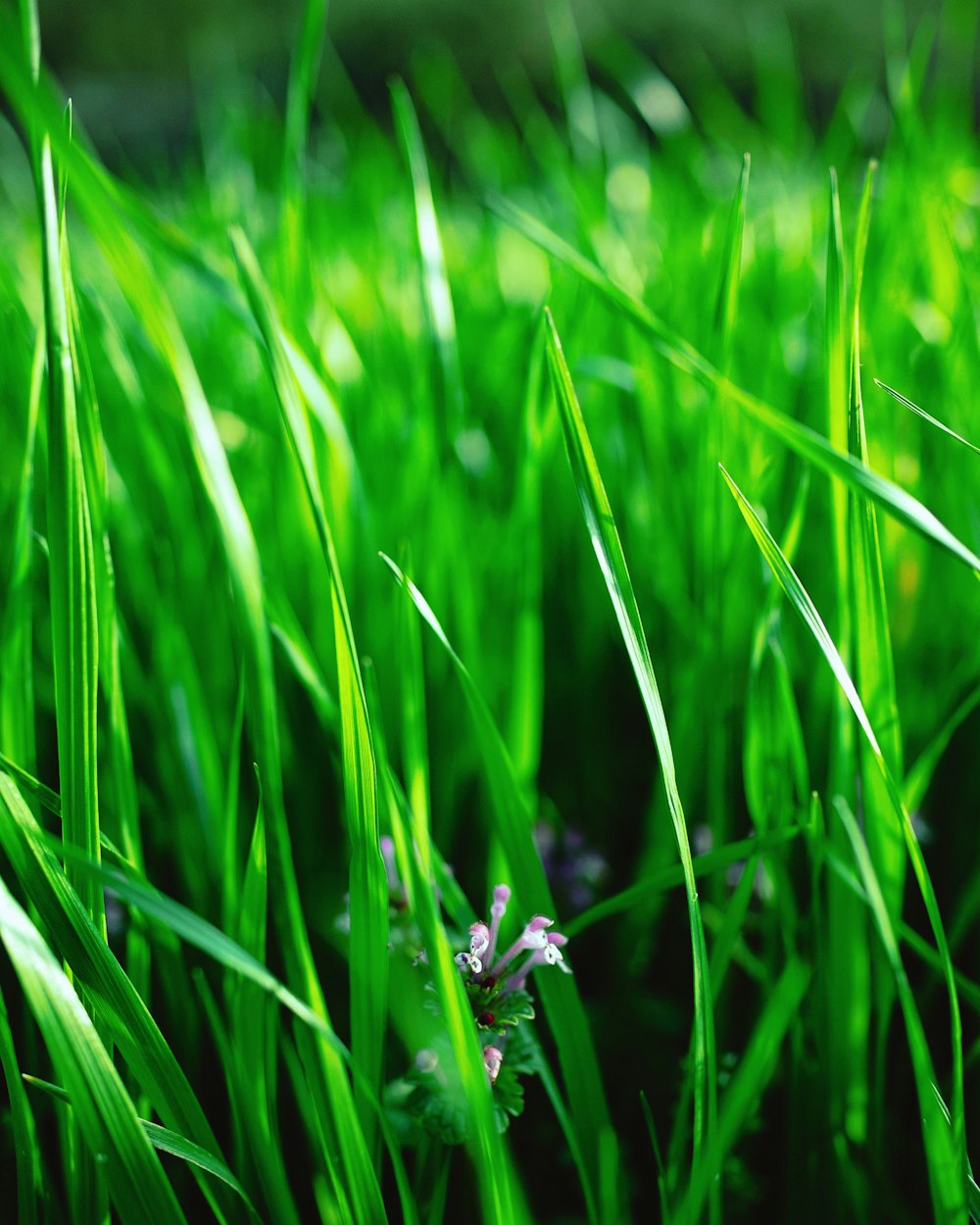 Campo de hierba verde durante el día