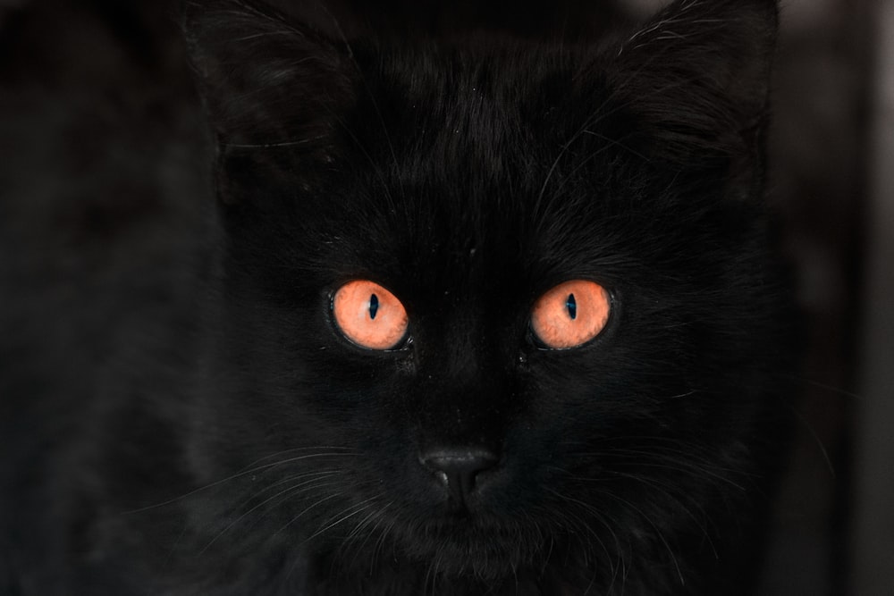 Chat noir aux yeux orange