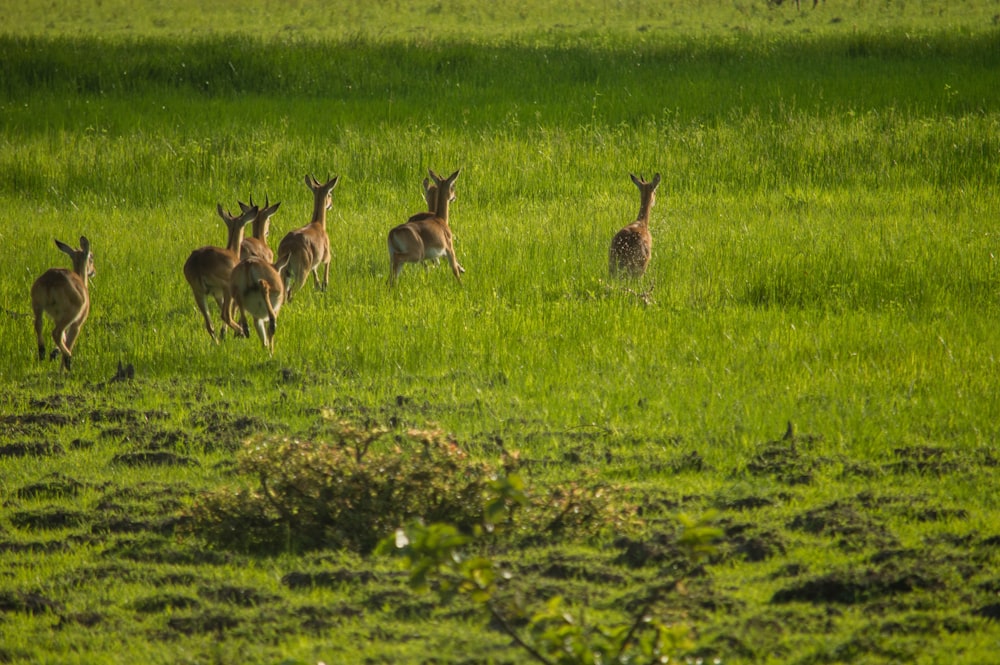 brown deer on green grass field during daytime