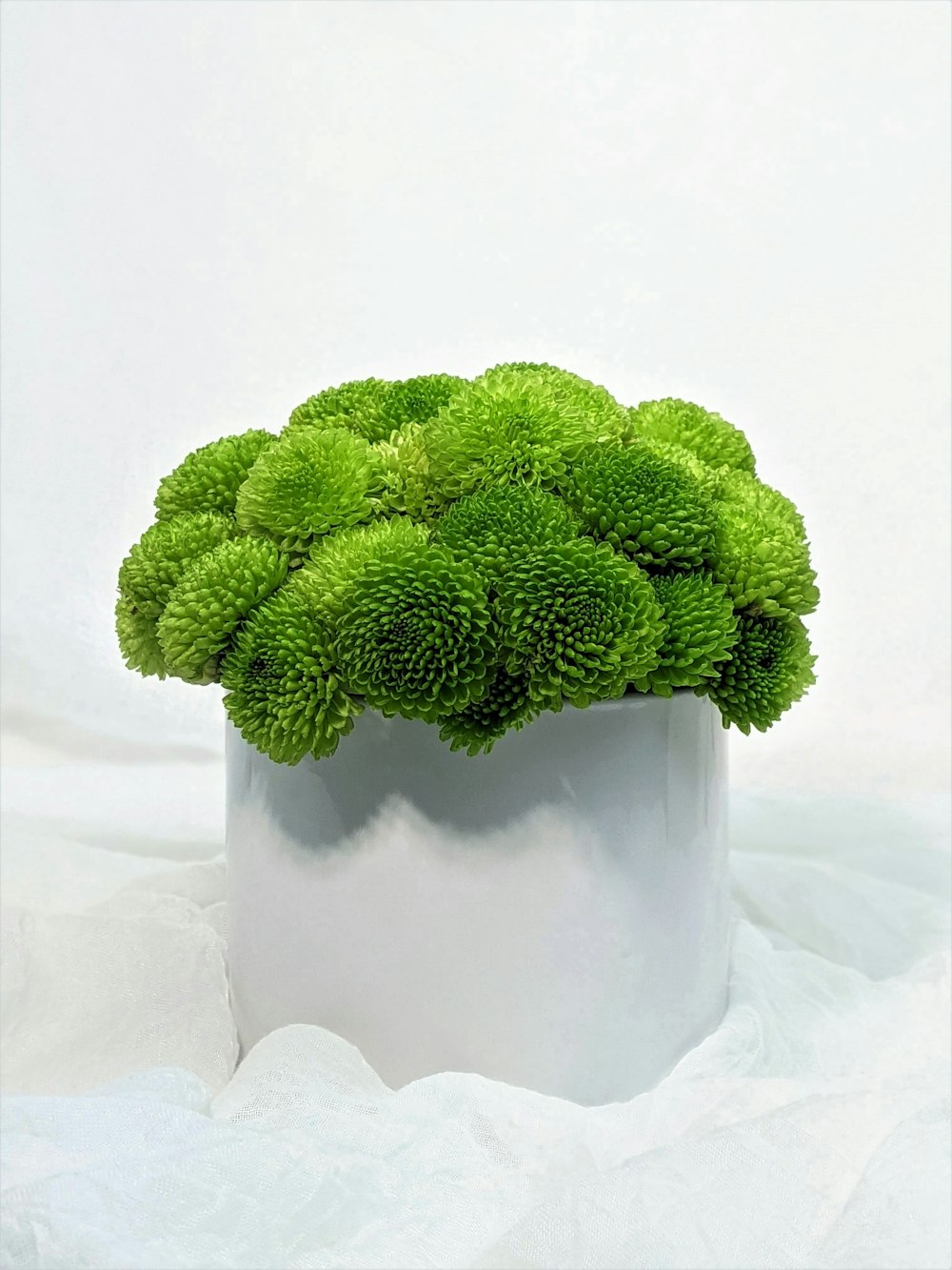Planta verde en jarrón de cerámica blanca