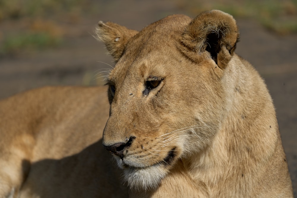 brown lioness lying on ground during daytime