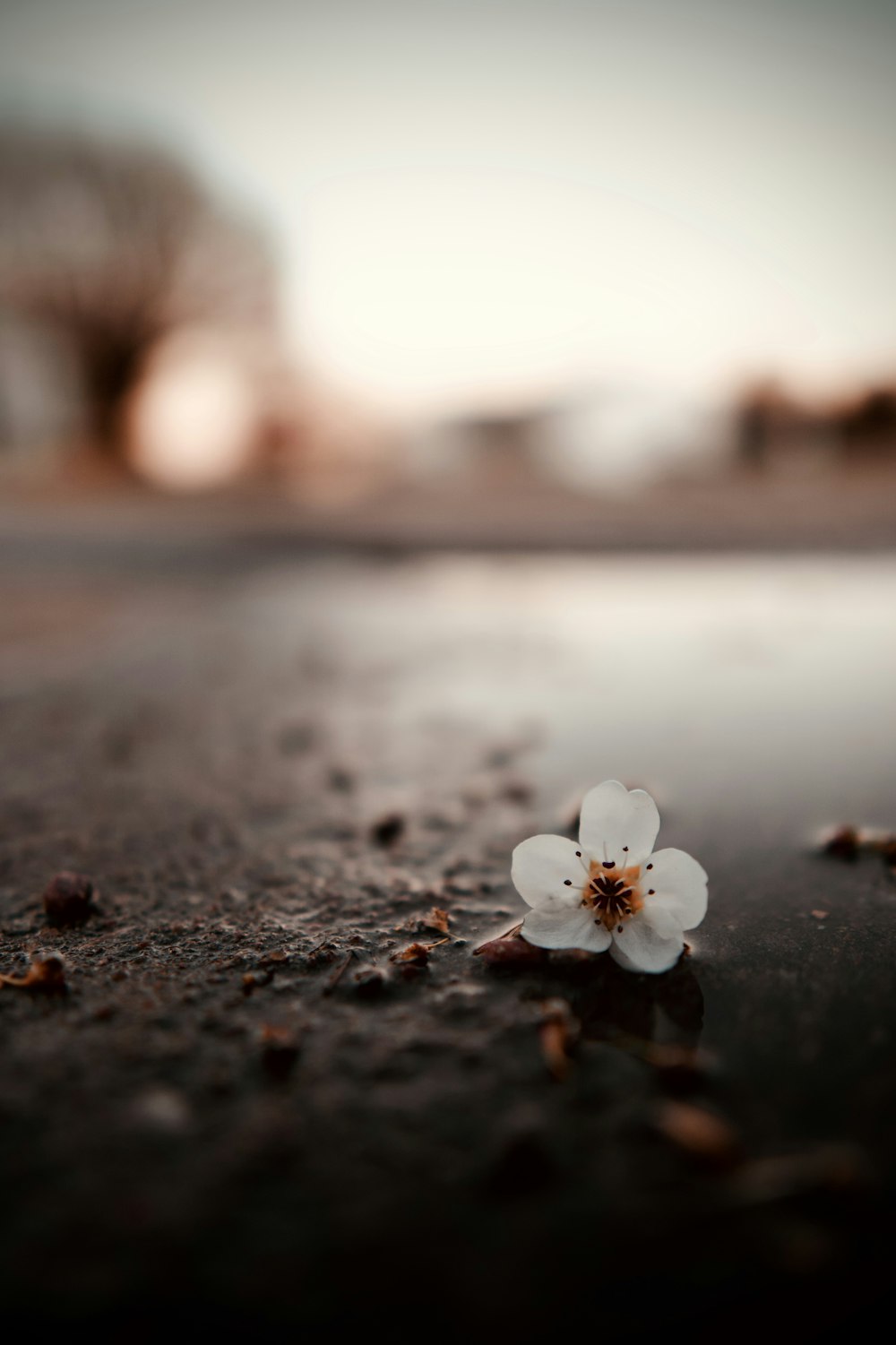 white flower on black soil during daytime